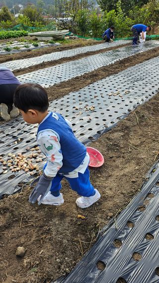 시아님의 마늘 · 영농일지 작성글 사진