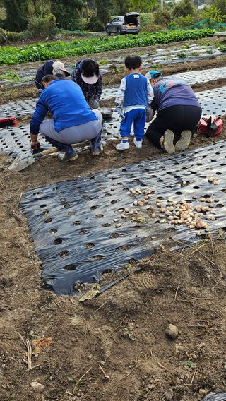 시아님의 마늘 · 영농일지 작성글 사진