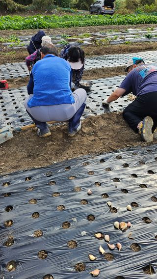 시아님의 마늘 · 영농일지 작성글 사진