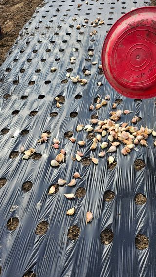 시아님의 마늘 · 영농일지 작성글 사진