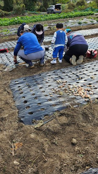 시아님의 마늘 · 영농일지 작성글 사진