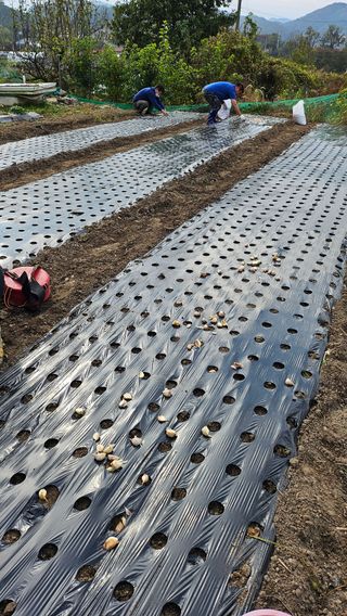 시아님의 마늘 · 영농일지 작성글 사진