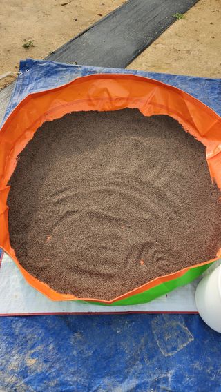 최인섭님의 들깨 · 영농일지 작성글 사진