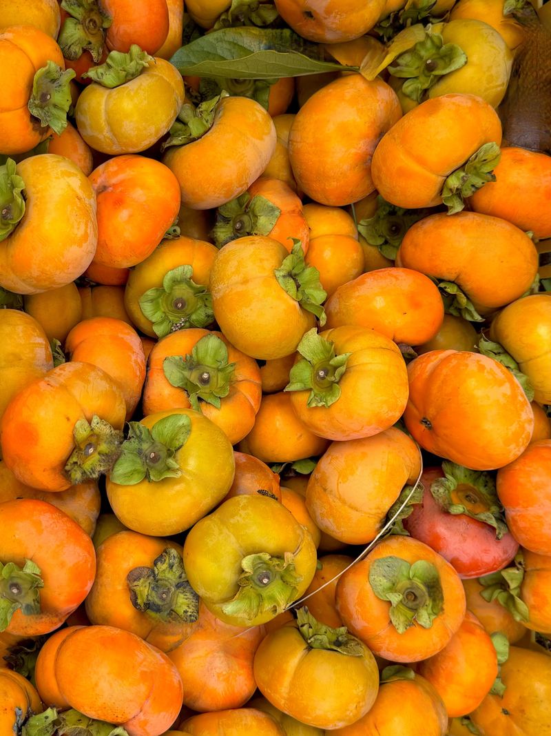 농부손녀님의 장터 판매 상품 [가을단풍 햇 단감 10kg ] 첨부 사진