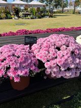 팜모닝 자유주제·자유게시판 게시글 이미지