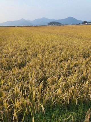 김영진(전남영광)님의 자유주제 · 자유게시판 작성글 사진