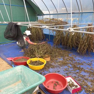 두두짱돌님의 들깨 · 영농일지 작성글 사진