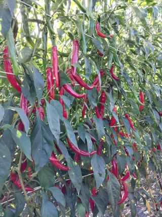 정양면 님의 고추 · 영농일지 작성글 사진