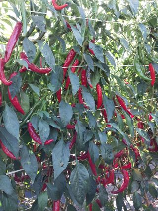 정양면 님의 고추 · 영농일지 작성글 사진