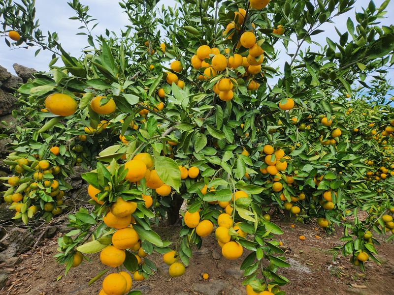 제림농장  님의 장터 판매 상품 [유라실생 10키로 혼합] 첨부 사진