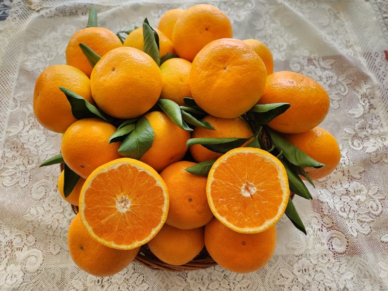 제림농장  님의 장터 판매 상품 [유라실생 10키로 혼합] 첨부 사진