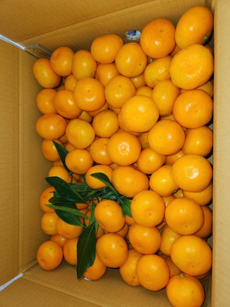 제림농장  님의 장터 판매 상품 [유라실생 10키로 혼합] 첨부 사진