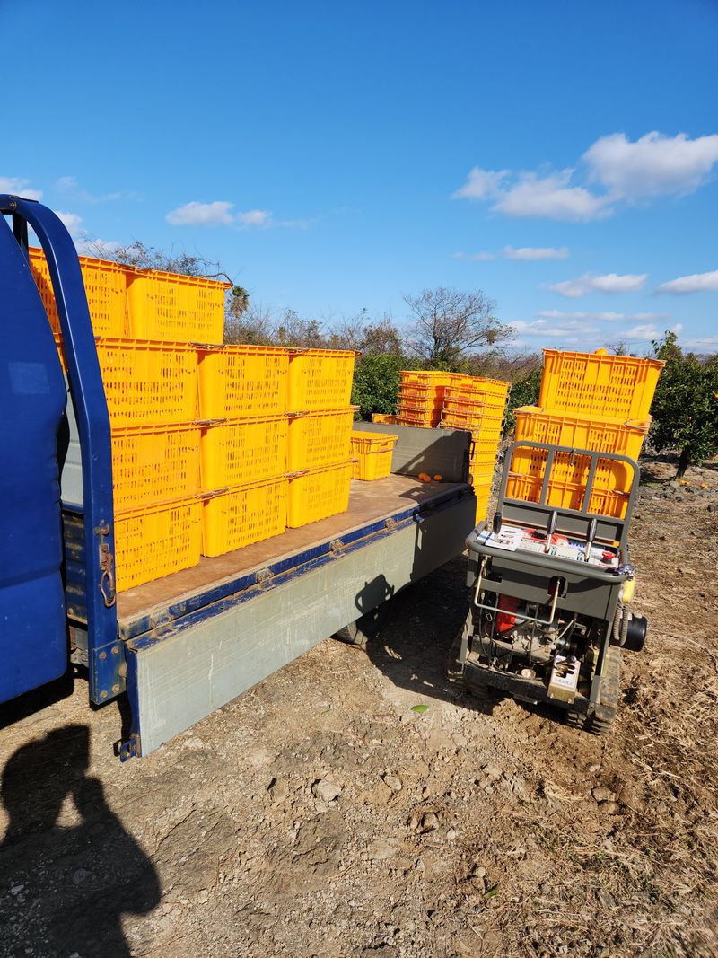 제림농장  님의 장터 판매 상품 [유라실생 10키로 혼합] 첨부 사진
