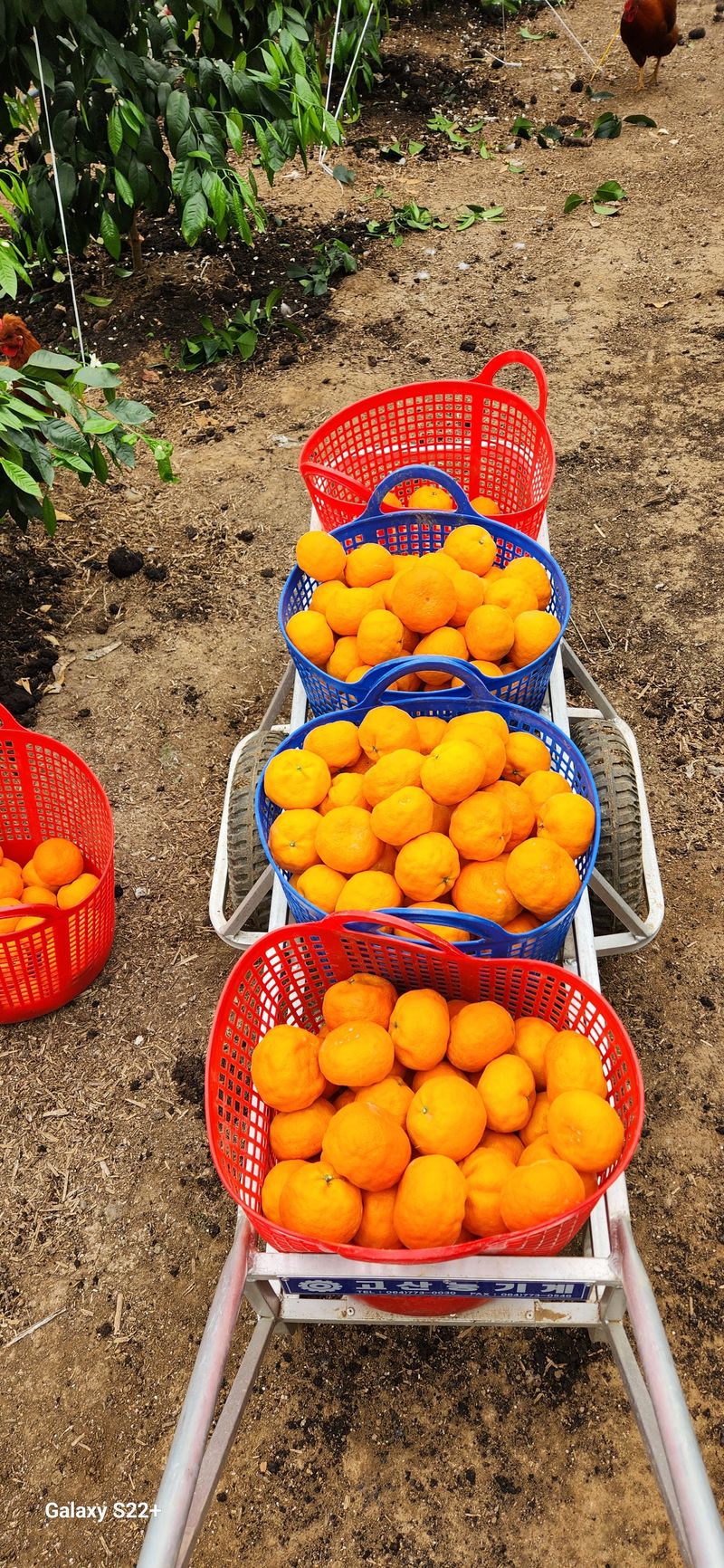 제림농장  님의 장터 판매 상품 [유라실생 10키로 혼합] 첨부 사진