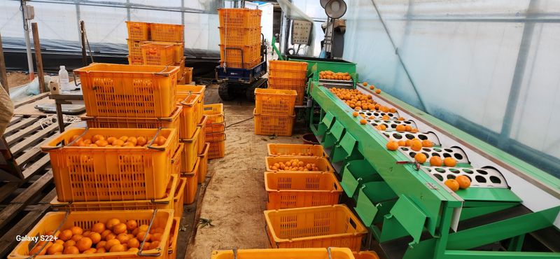 제림농장  님의 장터 판매 상품 [유라실생 10키로 혼합] 첨부 사진