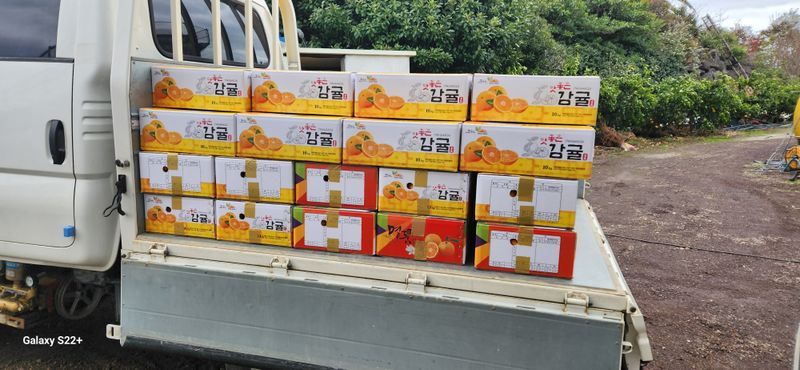 제림농장  님의 장터 판매 상품 [유라실생 10키로 혼합] 첨부 사진