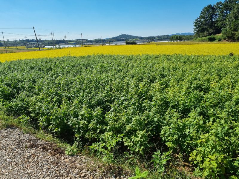 김동희님의 장터 판매 상품 [24년 수확, 햇 들깨입니다.] 첨부 사진