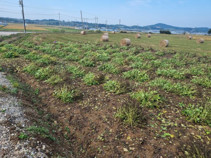 김동희님의 장터 판매 상품 [24년 수확, 햇 들깨입니다.] 첨부 사진