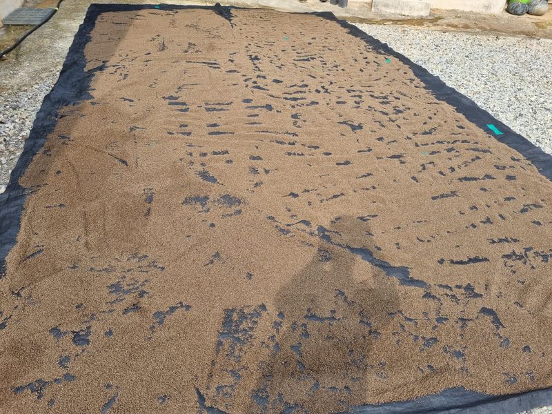 김동희님의 장터 판매 상품 [24년 수확, 햇 들깨입니다.] 첨부 사진