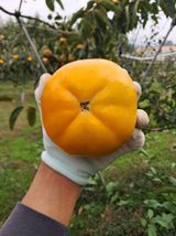 팜모닝 자유주제·자유게시판 게시글 이미지