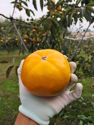 감을키우는젊은농부님의 자유주제 · 자유게시판 작성글 사진