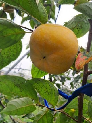 감을키우는젊은농부님의 자유주제 · 자유게시판 작성글 사진