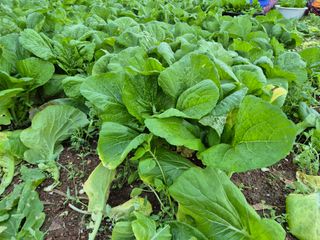 돌산갓스타님의 기타작물 · 영농일지 작성글 사진