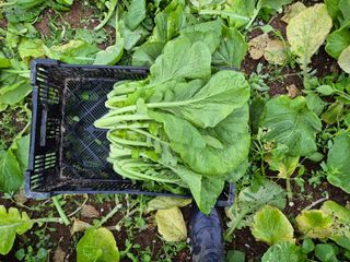 돌산갓스타님의 기타작물 · 영농일지 작성글 사진