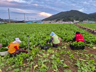 돌산갓스타님의 기타작물 · 영농일지 작성글 사진