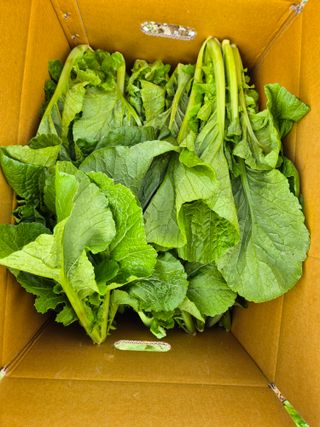 돌산갓스타님의 기타작물 · 영농일지 작성글 사진