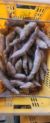 팜모닝 고구마·영농일지 게시글 이미지