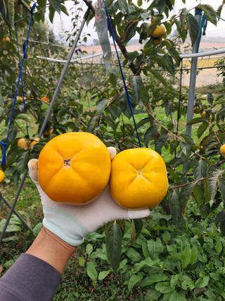 감을키우는젊은농부님의 자유주제 · 자유게시판 작성글 사진