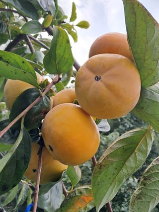 감을키우는젊은농부님의 자유주제 · 자유게시판 작성글 사진