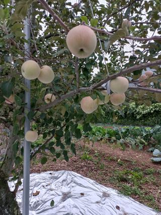 심무재 님의 자유주제 · 자유게시판 작성글 사진