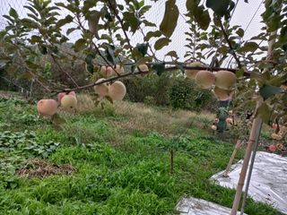 심무재 님의 자유주제 · 자유게시판 작성글 사진