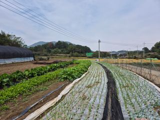 착한농부 안병하님의 마늘 · 영농일지 작성글 사진