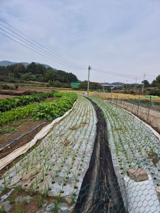 착한농부 안병하님의 마늘 · 영농일지 작성글 사진