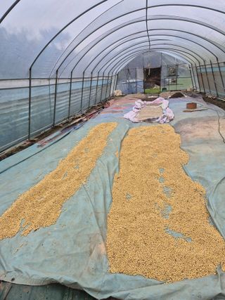 착한농부 안병하님의 마늘 · 영농일지 작성글 사진