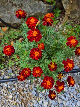 김정술님의 자유주제 · 자유게시판 작성글 사진