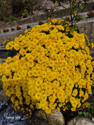 김정술님의 자유주제 · 자유게시판 작성글 사진