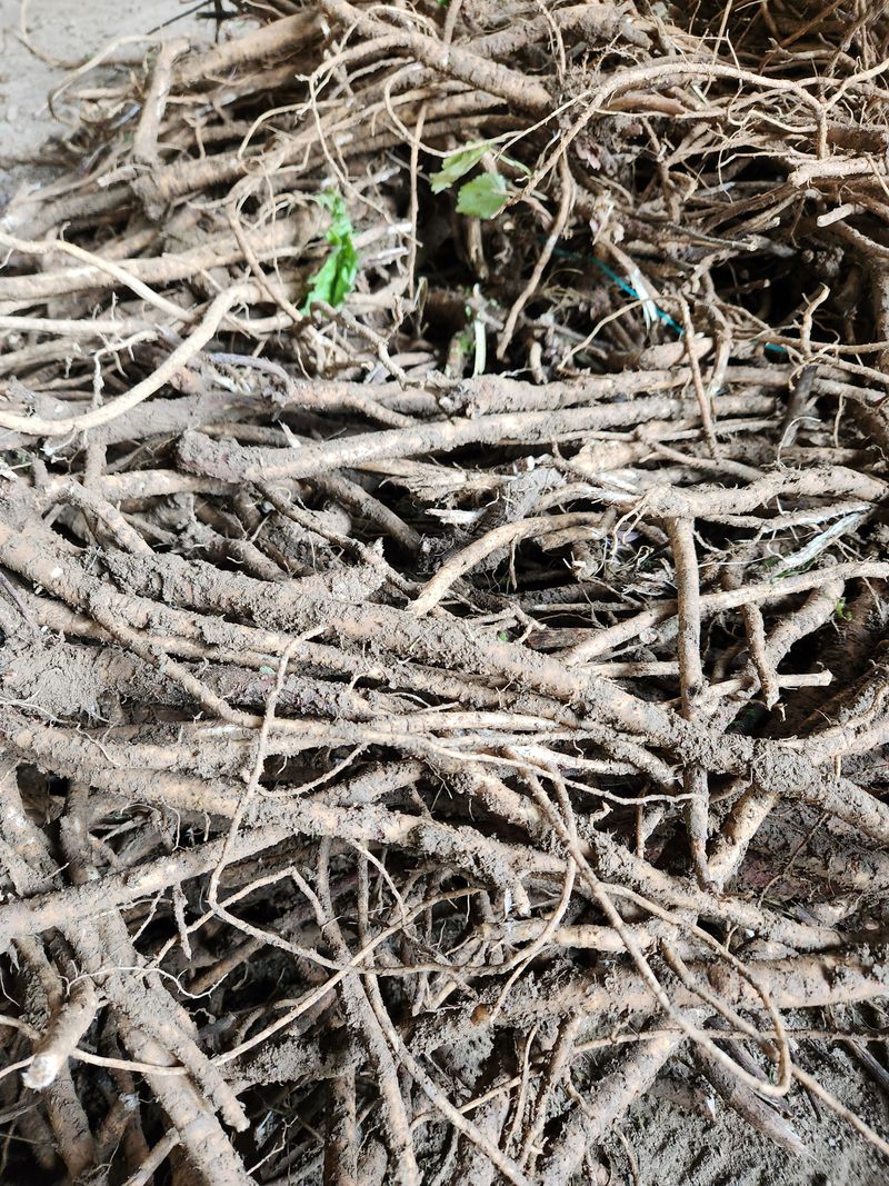 장터 상품 [황기4키로] 썸네일