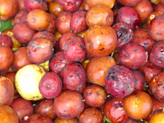 엄순모사선대농장님의 기타작물 · 병해충상담 작성글 사진