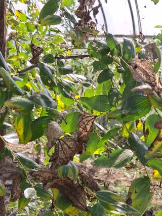 엄순모사선대농장님의 기타작물 · 병해충상담 작성글 사진