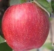 일심묘목농원님의 장터 판매 상품 [미야비부사(26대목) 3년생 결실주 분묘] 첨부 사진