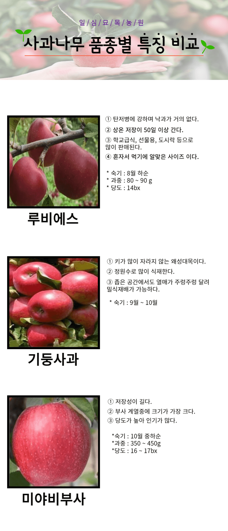 일심묘목농원님의 장터 판매 상품 [미야비부사(26대목) 3년생 결실주 분묘] 첨부 사진