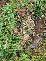 팜모닝 기타작물·영농일지 게시글 이미지