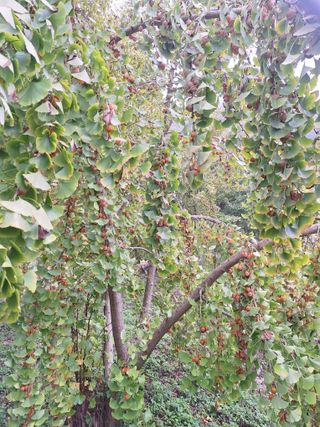 대봉은행나무님의 자유주제 · 사진전 작성글 사진