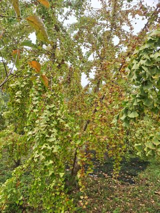 대봉은행나무님의 자유주제 · 사진전 작성글 사진