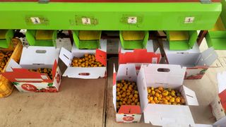 이진수님의 토마토 · 영농일지 작성글 사진