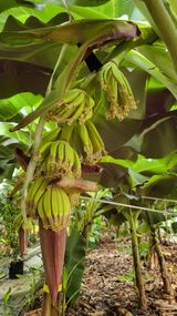 팜모닝 기타작물·영농일지 게시글 이미지